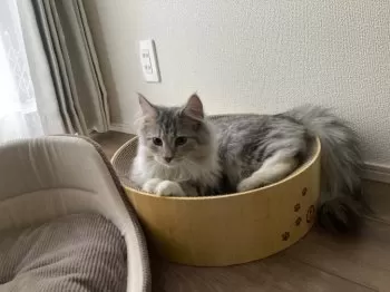 かかか 様のお迎えした子猫