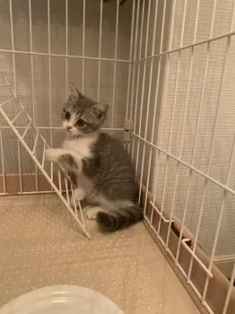 ほほ 様のお迎えした子猫