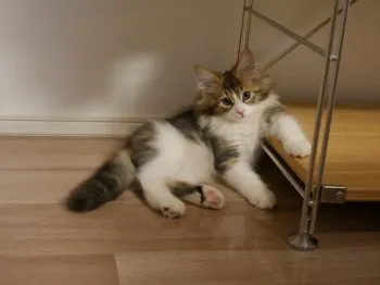 こっぺぱん 様のお迎えした子猫