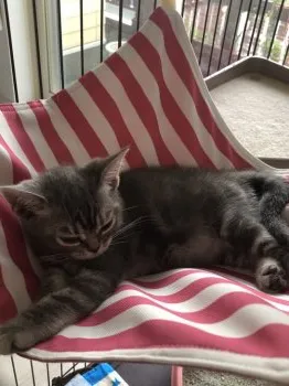 michan 様のお迎えした子猫