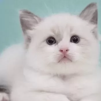S 様のお迎えした子猫