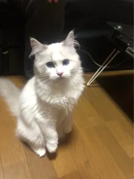 Y.T 様のお迎えした子猫