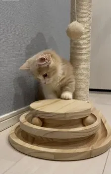 shooco 様のお迎えした子猫