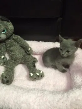 nextman 様のお迎えした子猫