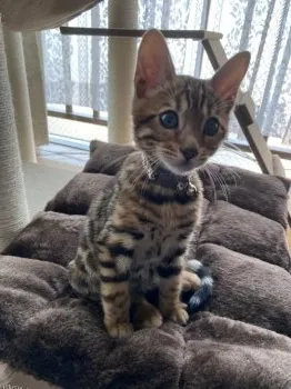 ROY 様のお迎えした子猫