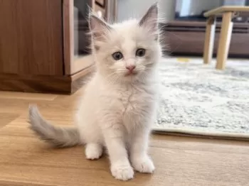 K.K 様のお迎えした子猫