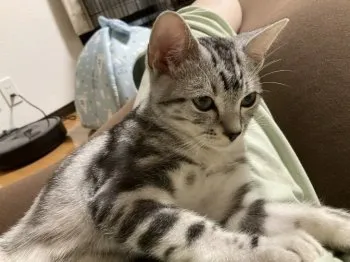 COCO 様のお迎えした子猫