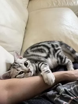 にこなぎ 様のお迎えした子猫