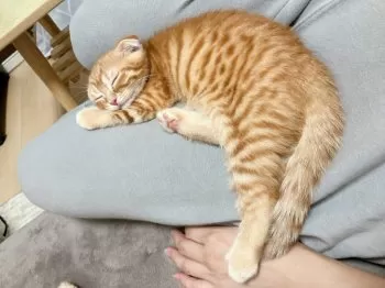 Y.N 様のお迎えした子猫