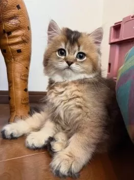 N.M 様のお迎えした子猫