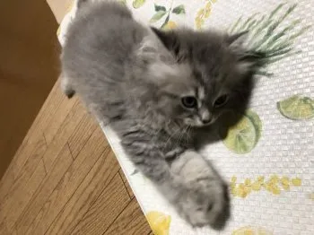 nobu14 様のお迎えした子猫