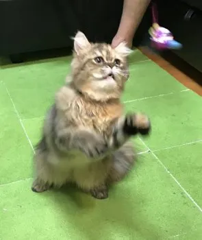 ぽにょ 様のお迎えした子猫