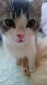 chomoco 様のお迎えした子猫
