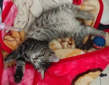 赤身寿司 様のお迎えした子猫
