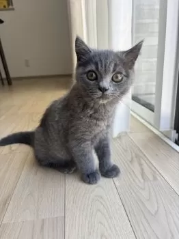 A.N 様のお迎えした子猫