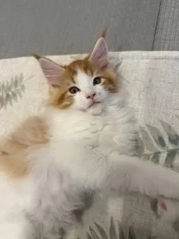 ミィ 様のお迎えした子猫