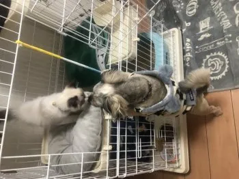 あい 様のお迎えした子猫