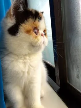 とろママ 様のお迎えした子猫
