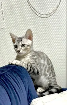 M.Ｉ 様のお迎えした子猫