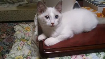 まっちゃん 様のお迎えした子猫