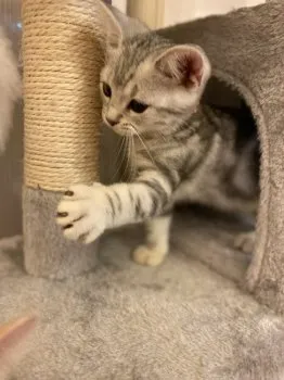 タピあず 様のお迎えした子猫