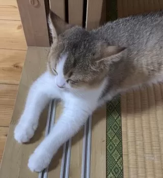 J 様のお迎えした子猫