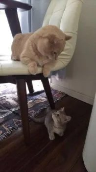 ラグナー 様のお迎えした子猫