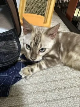 ブルー 様のお迎えした子猫