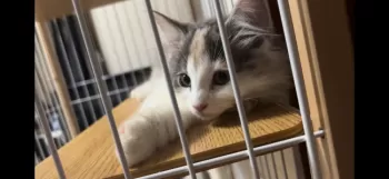 ゆう0104 様のお迎えした子猫
