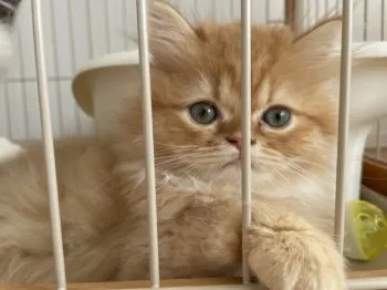 M.O 様のお迎えした子猫