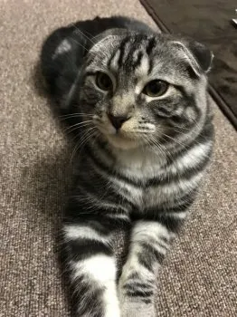 テンちゃん 様のお迎えした子猫