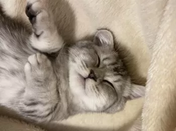 H.K 様のお迎えした子猫