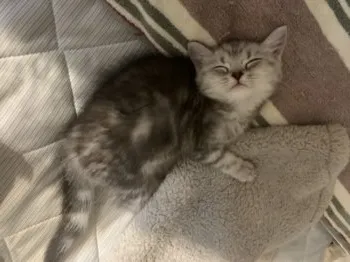 ちぃ 様のお迎えした子猫