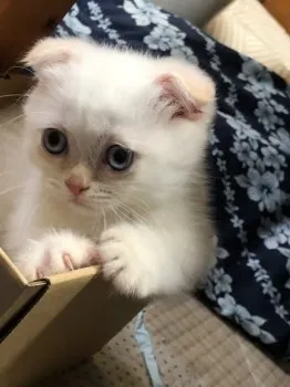 スクワット 様のお迎えした子猫