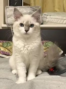 Dai 様のお迎えした子猫