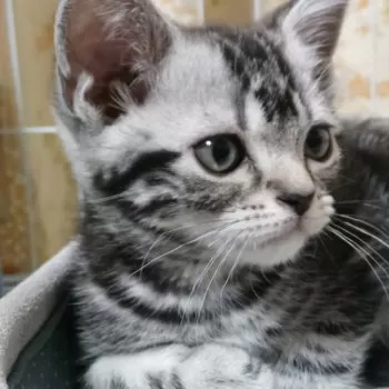 T.W 様のお迎えした子猫