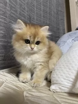 M.M 様のお迎えした子猫