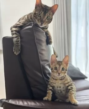 Ｉ.A 様のお迎えした子猫