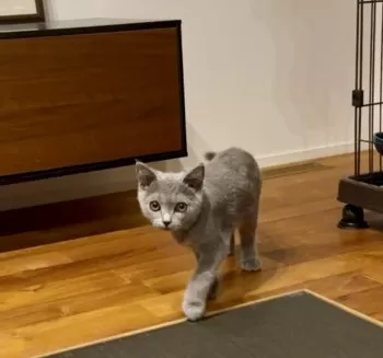 るり 様のお迎えした子猫