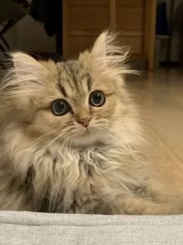 H.A 様のお迎えした子猫