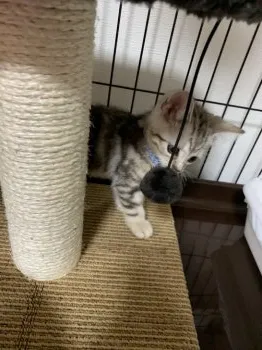 りんちゃん 様のお迎えした子猫