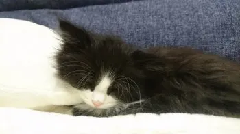 kenri 様のお迎えした子猫