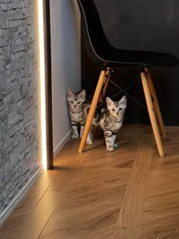 フアリアス　フラビア 様のお迎えした子猫