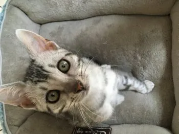 マー君 様のお迎えした子猫