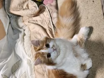 ペンギン 様のお迎えした子猫