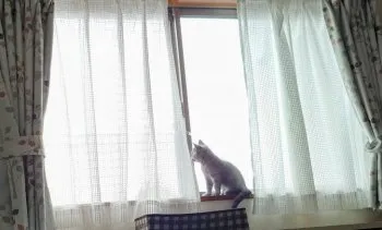 しろくま 様のお迎えした子猫