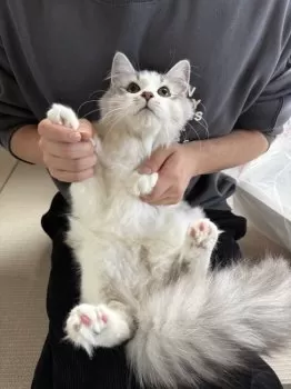 M.U 様のお迎えした子猫