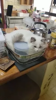 K.T 様のお迎えした子猫