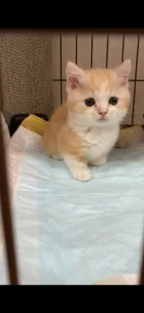 hyodomode 様のお迎えした子猫