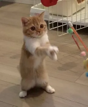 Y.T 様のお迎えした子猫